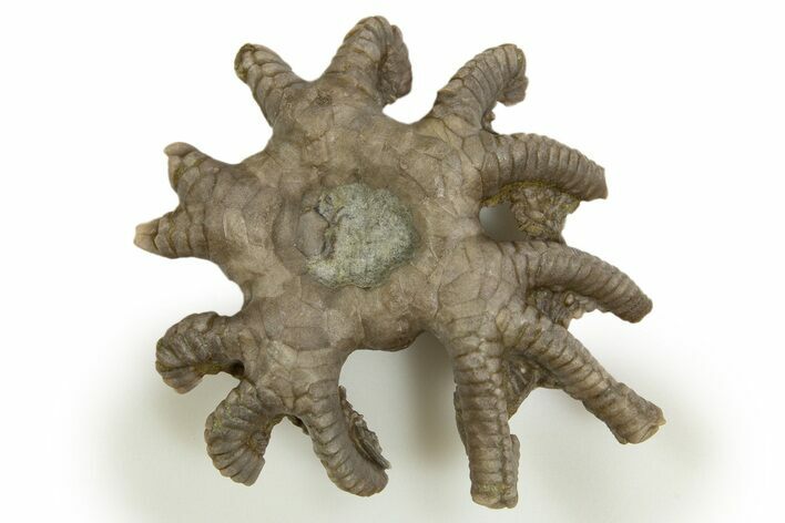 Fossil Crinoid (Agaricocrinus) Crown - Crawfordsville, Indiana #310216